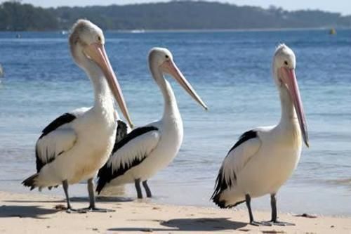 Pelican Sands Скамандер Экстерьер фото